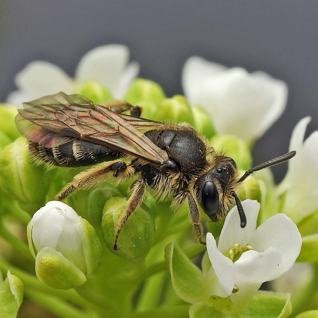 Fotografische Darstellung der Wildbiene Gewöhnliche Zwergsandbiene