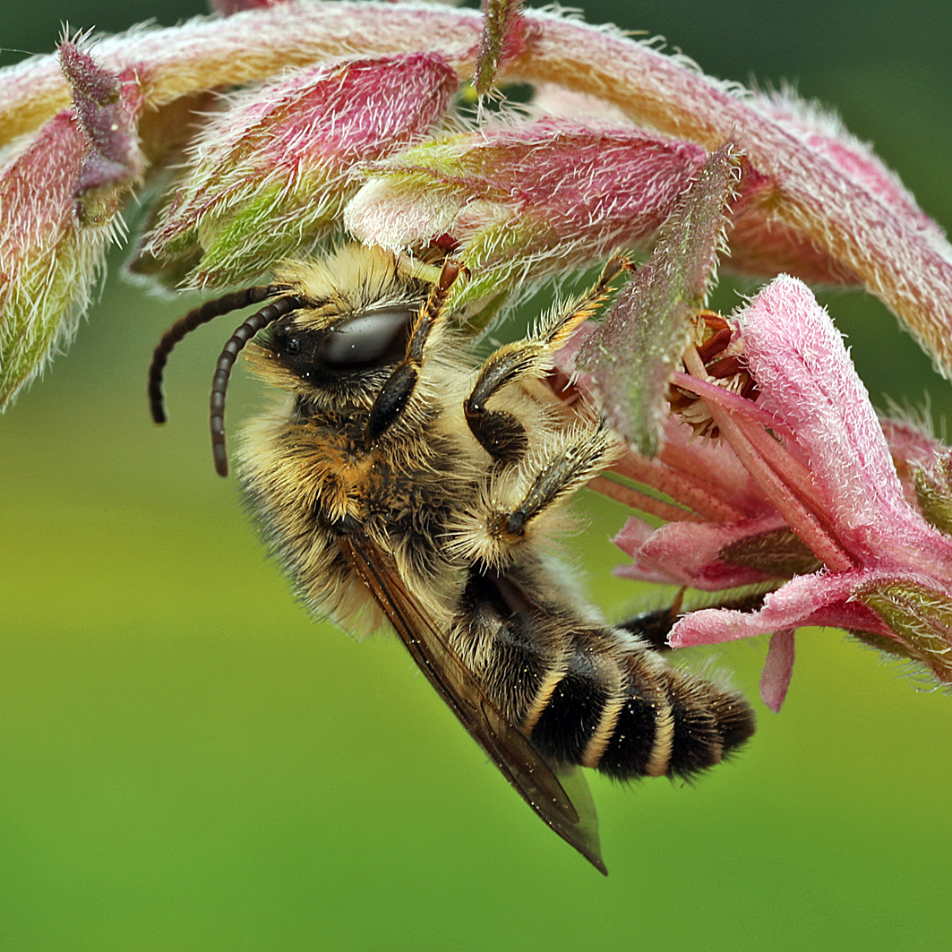 Fotografische Darstellung der Wildbiene Zahntrost-Sägehornbiene