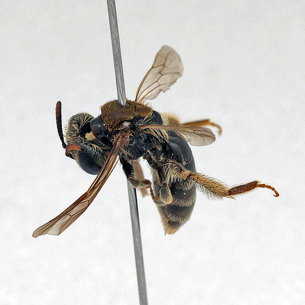 Fotografische Darstellung der Wildbiene Schuppige Steppensandbiene