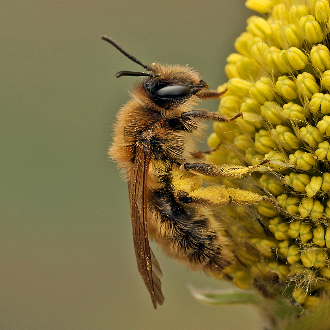 Fotografische Darstellung der Wildbiene Frühe Lockensandbiene