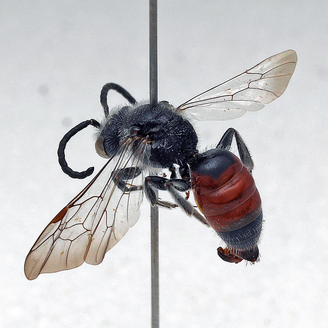 Fotografische Darstellung der Wildbiene Rotdornige Blutbiene