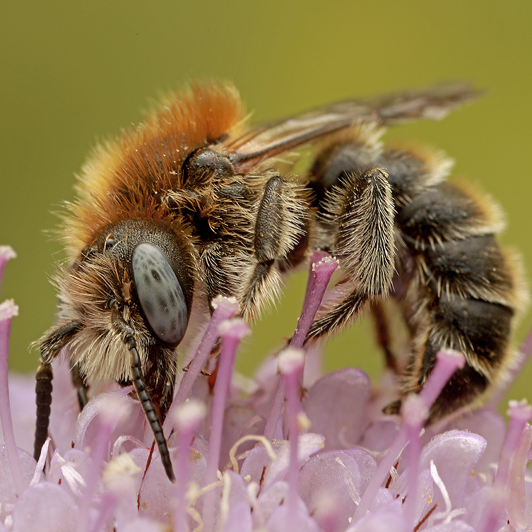 Fotografische Darstellung der Wildbiene Glockenblumen-Felsenbiene