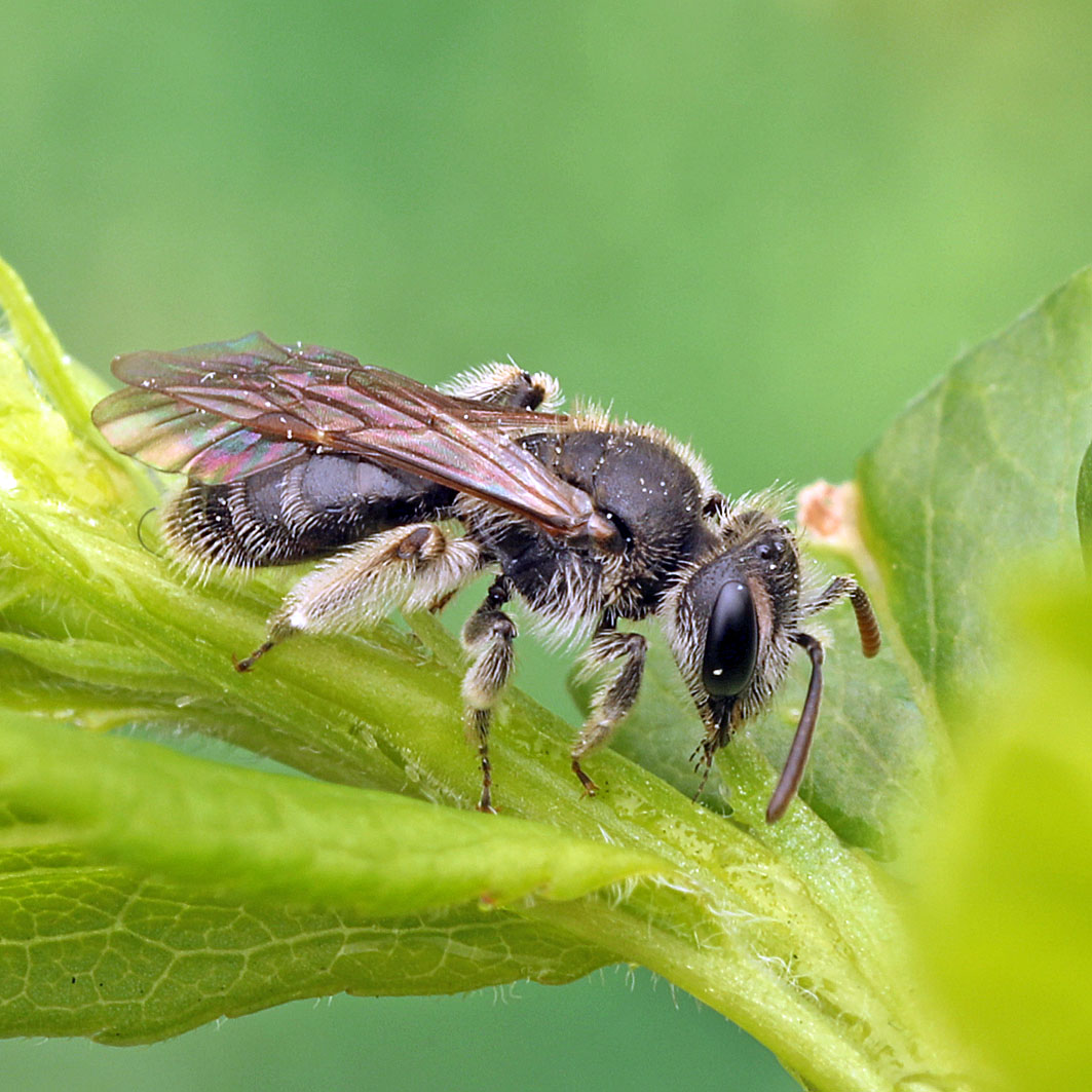 Fotografische Darstellung der Wildbiene Ungarische Zwergsandbiene