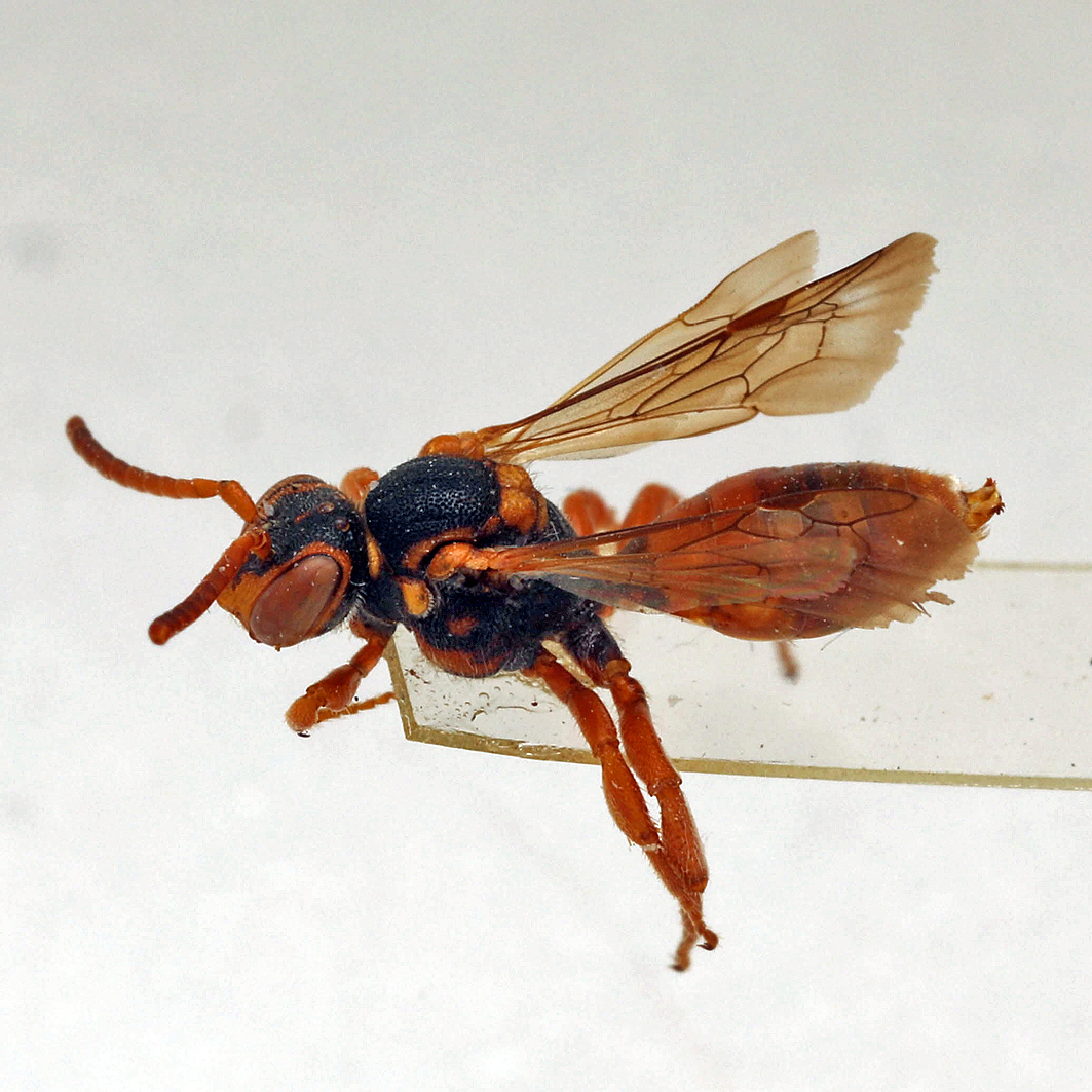 Fotografische Darstellung der Wildbiene Rheinische Wespenbiene