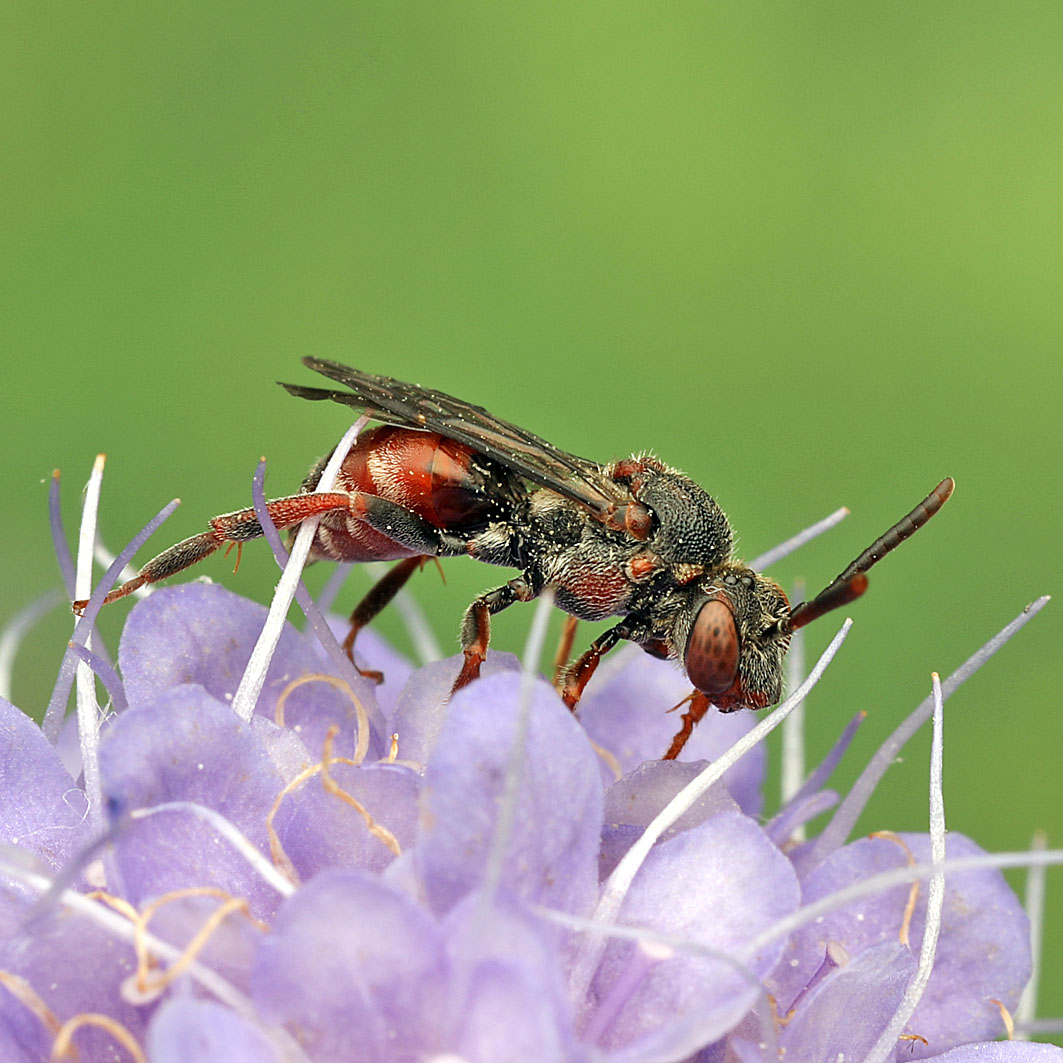 Fotografische Darstellung der Wildbiene Silberhaarige Wespenbiene