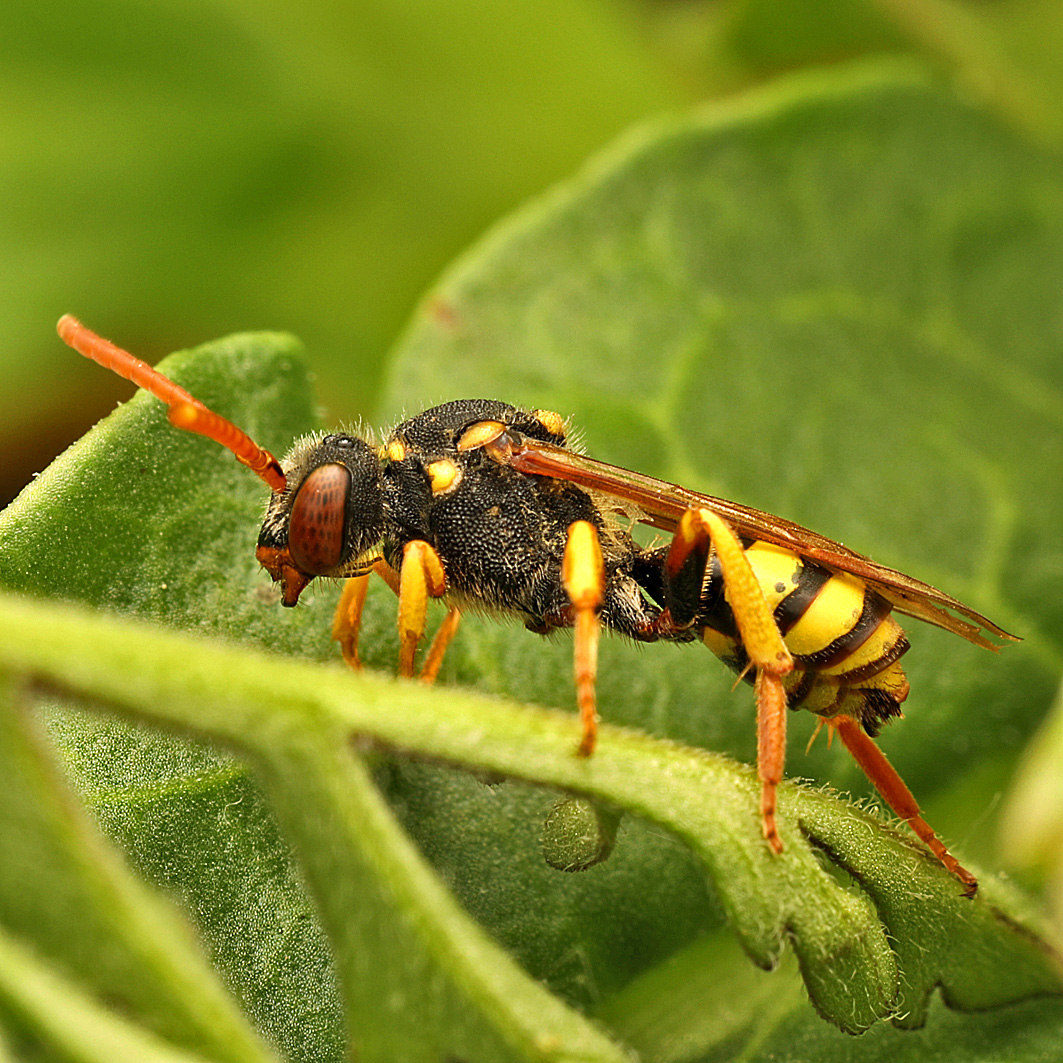 Fotografische Darstellung der Wildbiene Gelbfühler-Wespenbiene