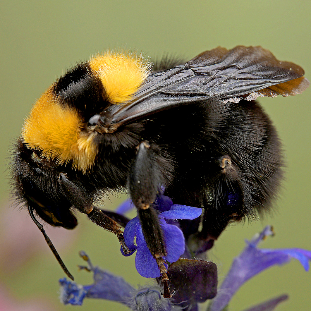 Fotografische Darstellung der Wildbiene Tonerdhummel