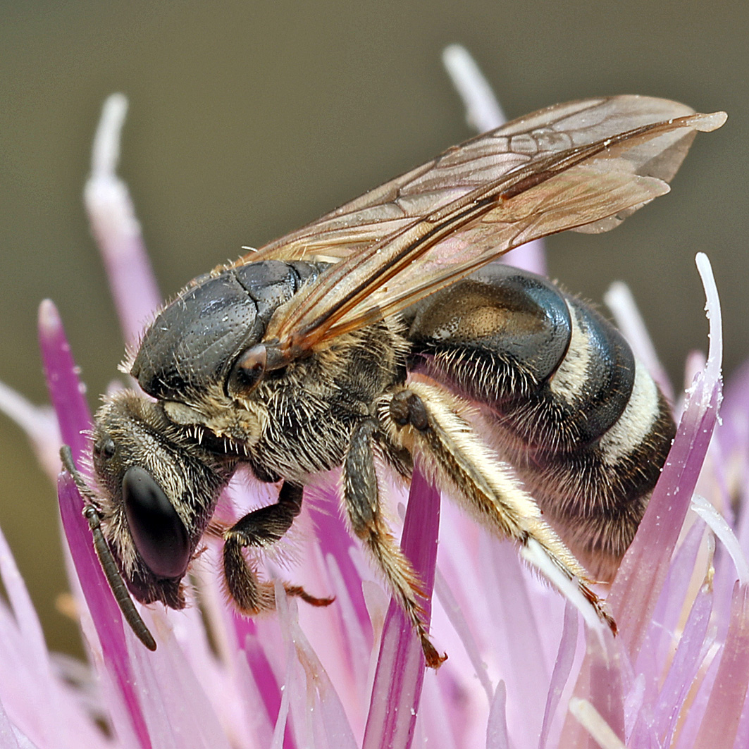Fotografische Darstellung der Wildbiene Glanzrücken-Schmalbiene