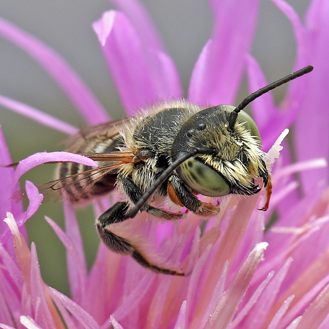 Fotografische Darstellung der Wildbiene Fächerfüssige Blattschneiderbiene