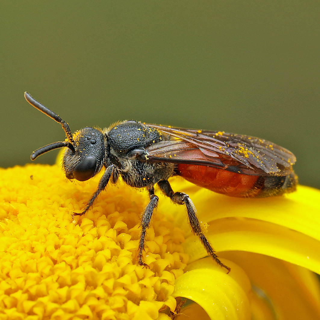 Fotografische Darstellung der Wildbiene Leistenkopf-Blutbiene