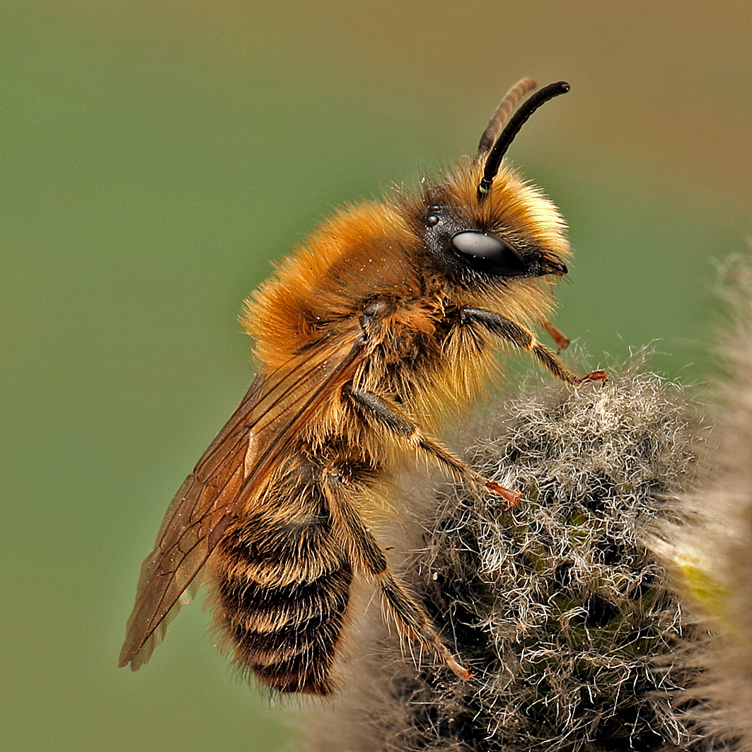 Fotografische Darstellung der Wildbiene Frühlings-Seidenbiene