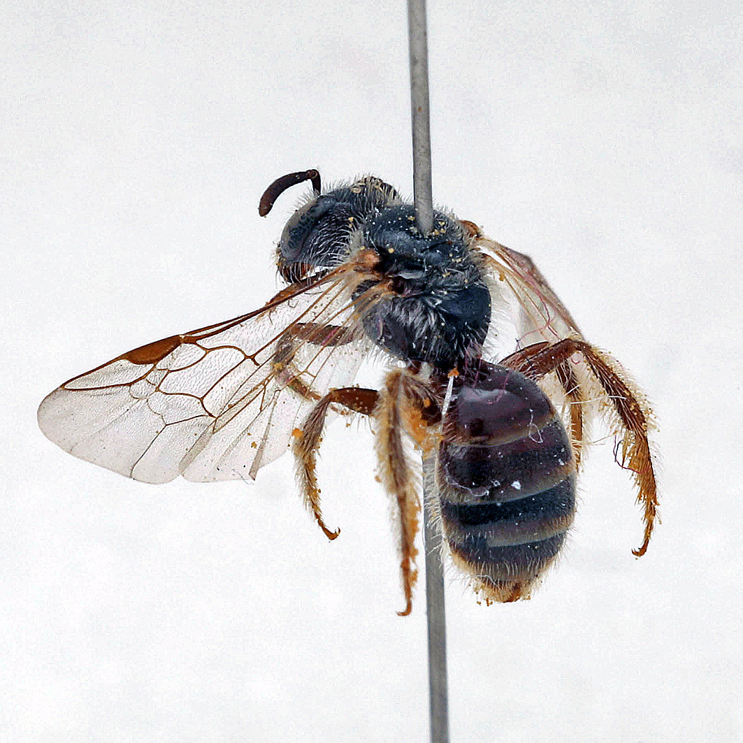 Fotografische Darstellung der Wildbiene Glattbrust-Schmalbiene