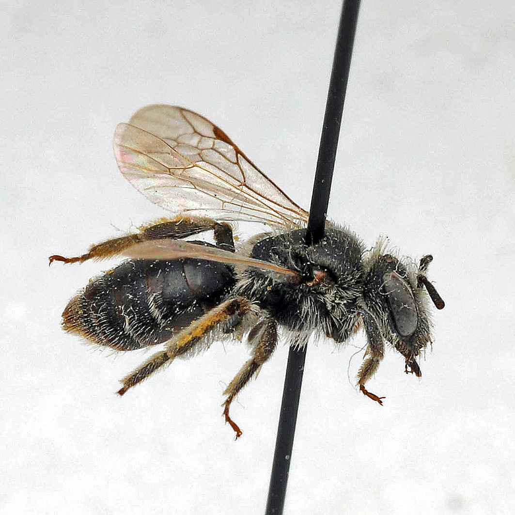 Fotografische Darstellung der Wildbiene Sächsische Zwergsandbiene