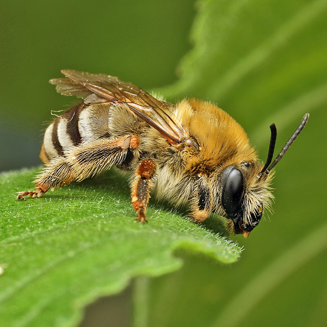 Fotografische Darstellung der Wildbiene Mai-Langhornbiene