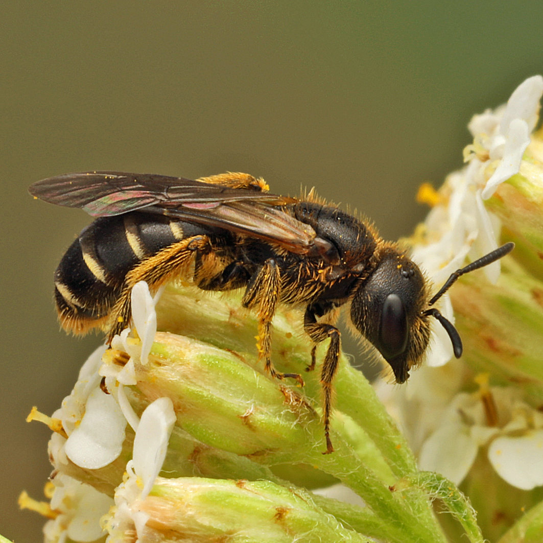 Fotografische Darstellung der Wildbiene Dickkopf-Furchenbiene