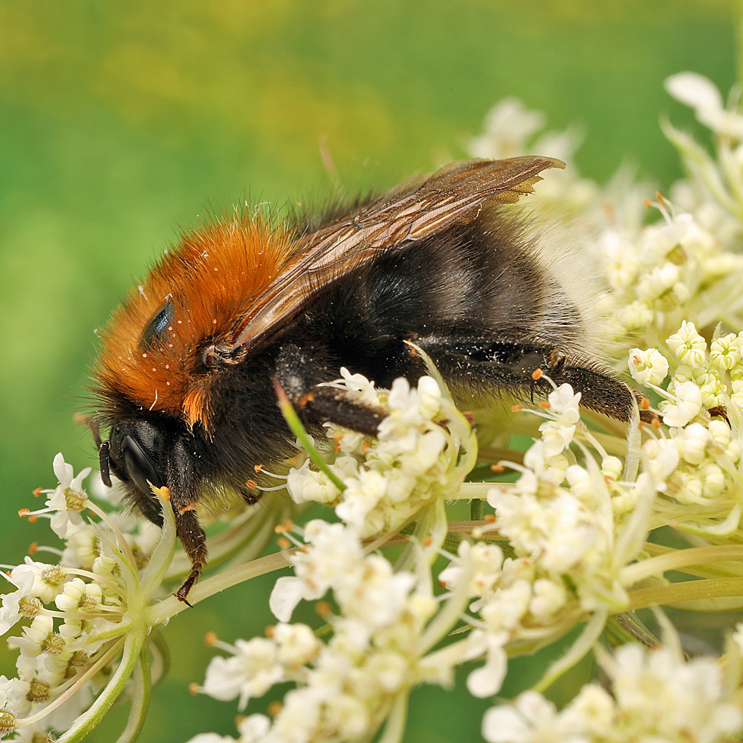 Fotografische Darstellung der Wildbiene Baumhummel