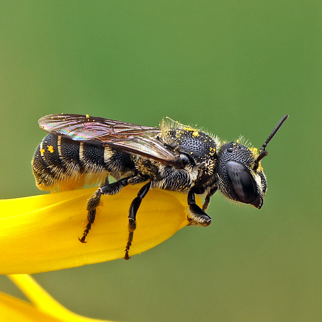 Fotografische Darstellung der Wildbiene Stängel-Löcherbiene