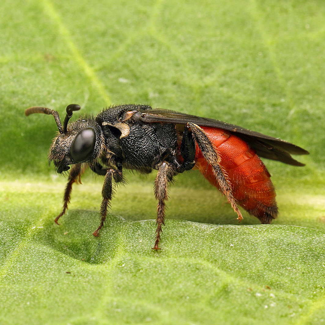 Fotografische Darstellung der Wildbiene Riesen-Blutbiene