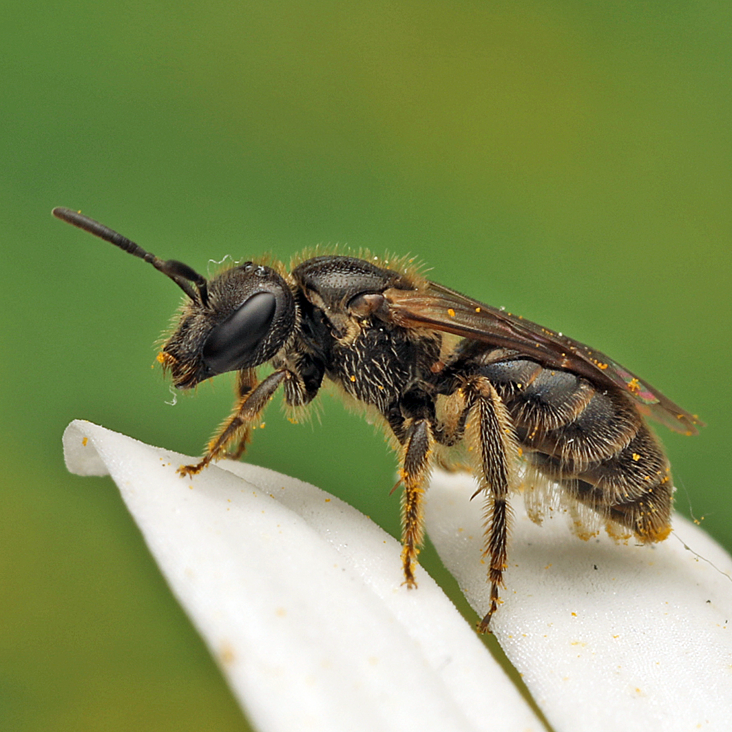 Fotografische Darstellung der Wildbiene Runzelwangige Schmalbiene