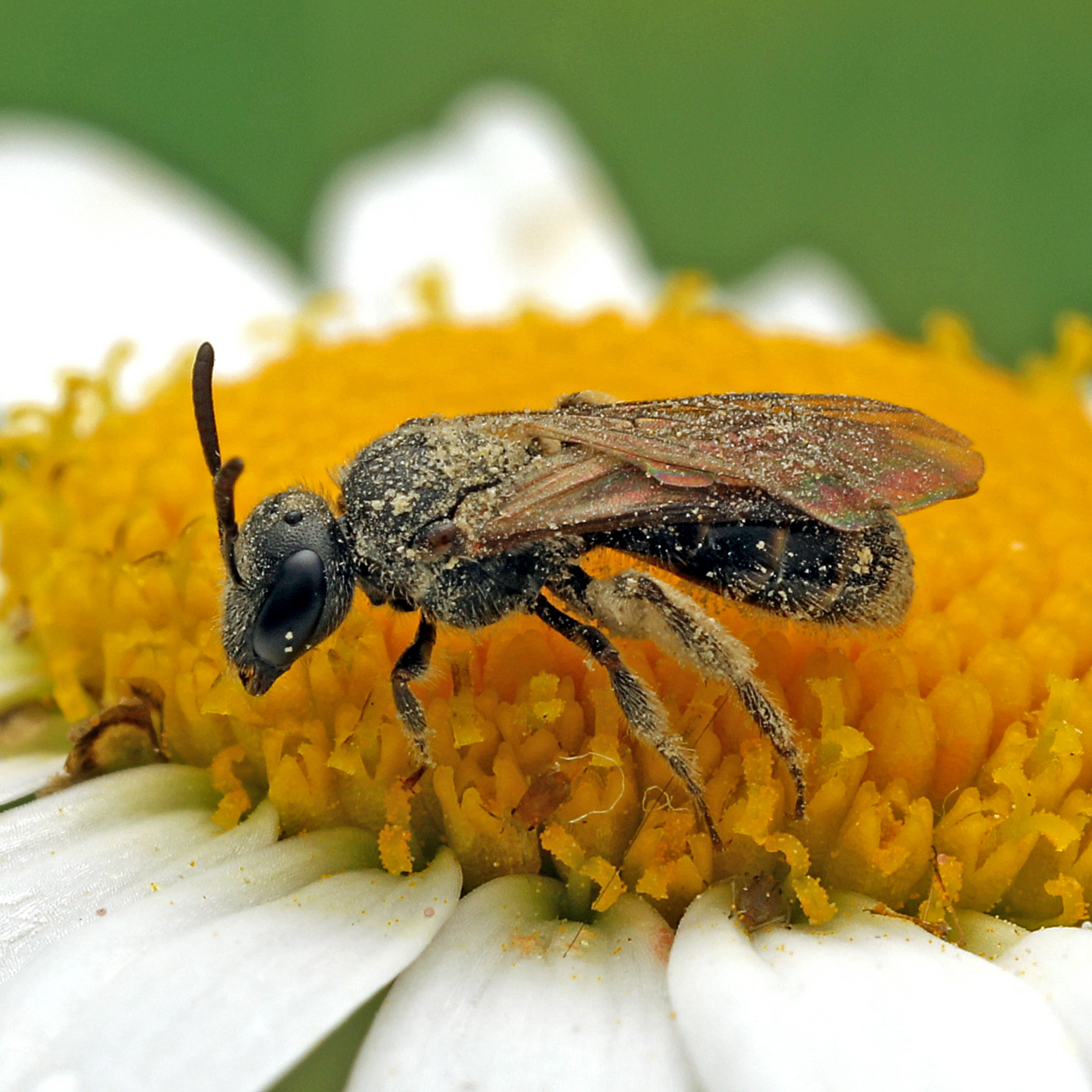 Fotografische Darstellung der Wildbiene Blüthgens Schmalbiene