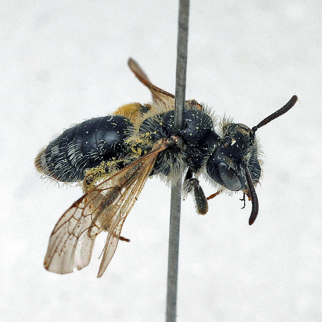 Fotografische Darstellung der Wildbiene Glanzlose Riefensandbiene