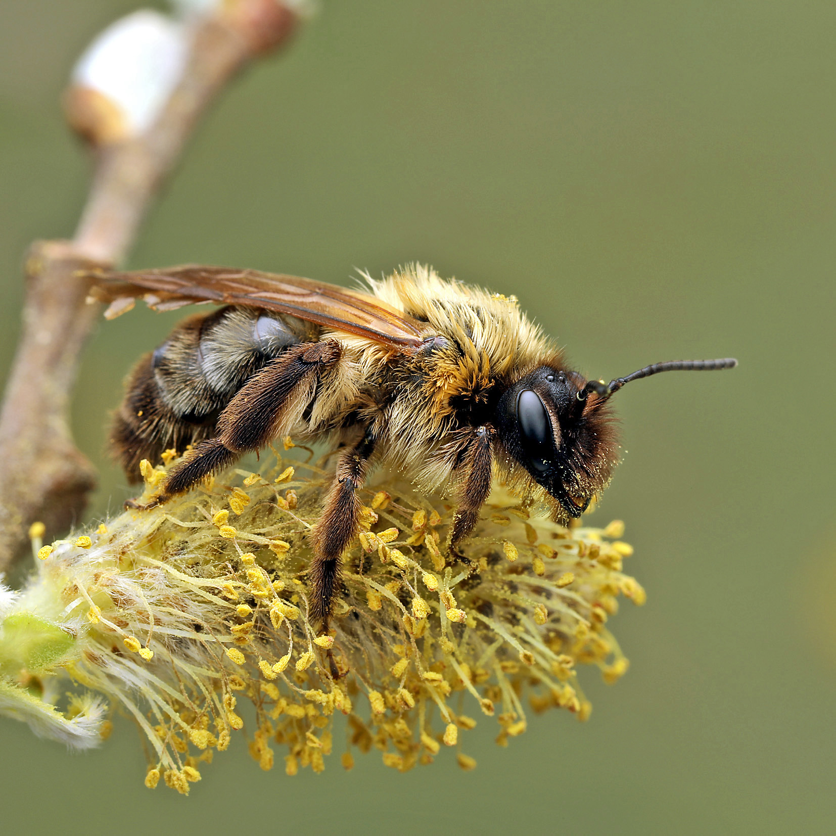 Fotografische Darstellung der Wildbiene Schwarzhaarige Düstersandbiene