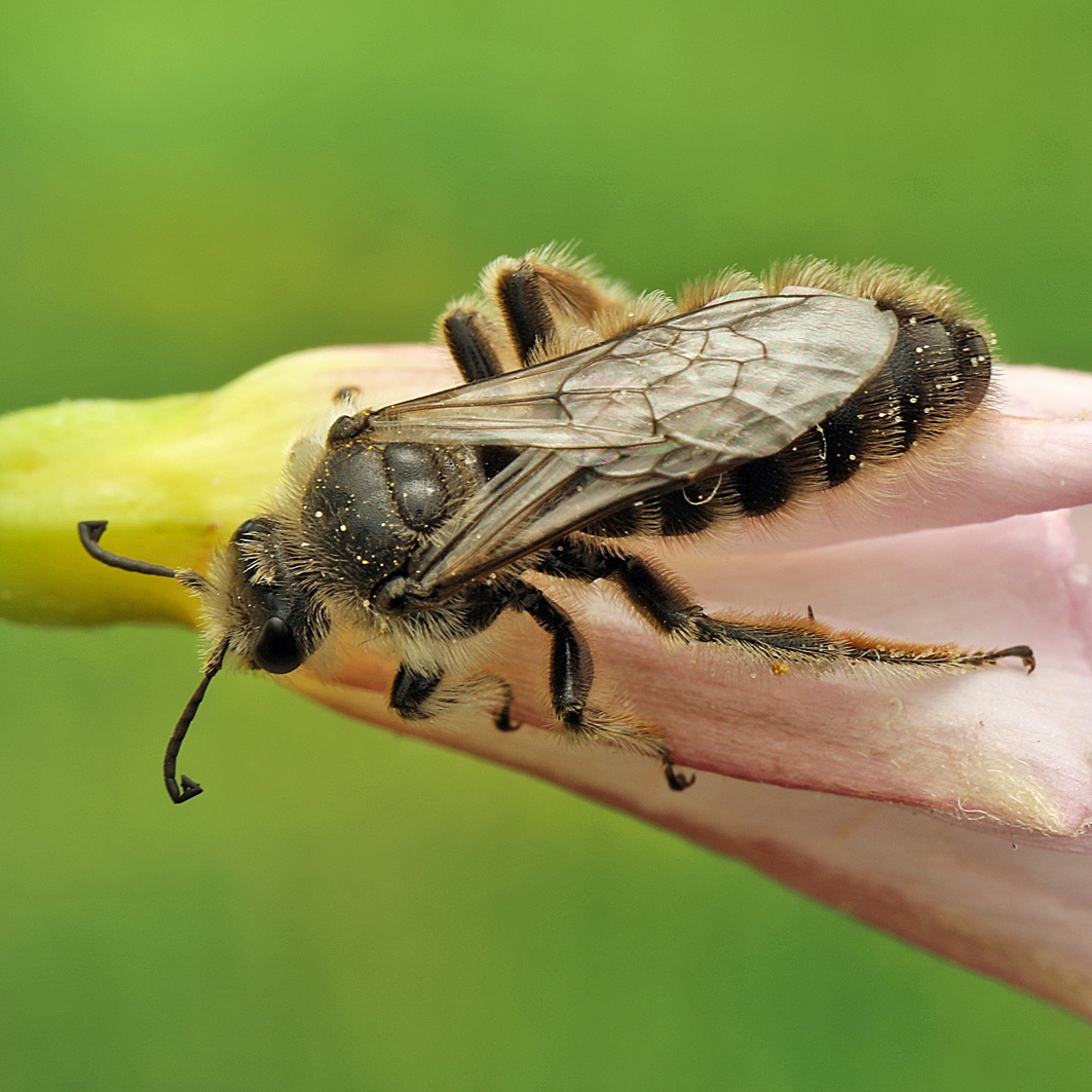 Fotografische Darstellung der Wildbiene Grosse Spiralhornbiene