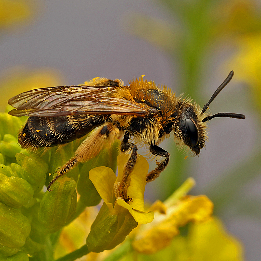 Fotografische Darstellung der Wildbiene Östliche Zangensandbiene