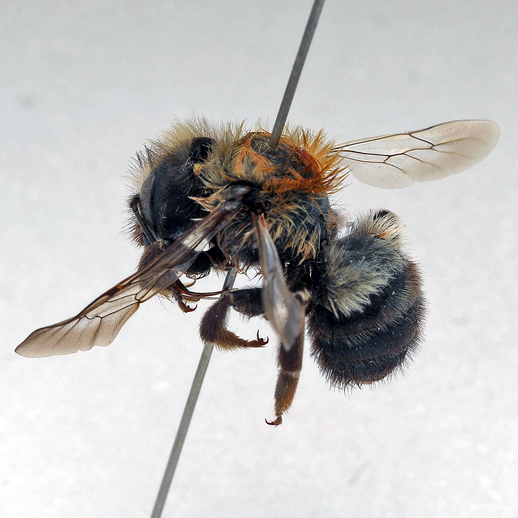 Fotografische Darstellung der Wildbiene Gebirgs-Mauerbiene
