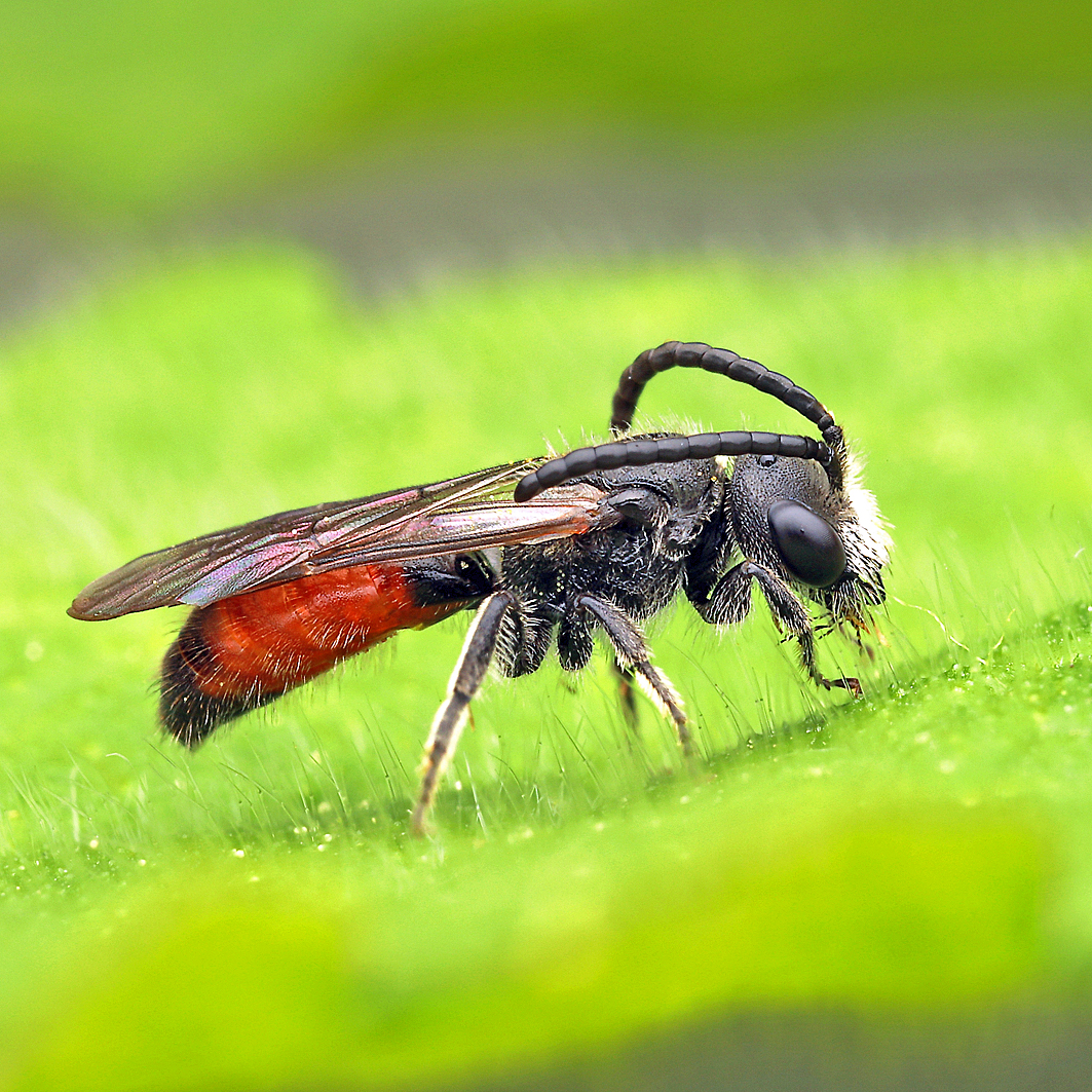 Fotografische Darstellung der Wildbiene Mai-Blutbiene