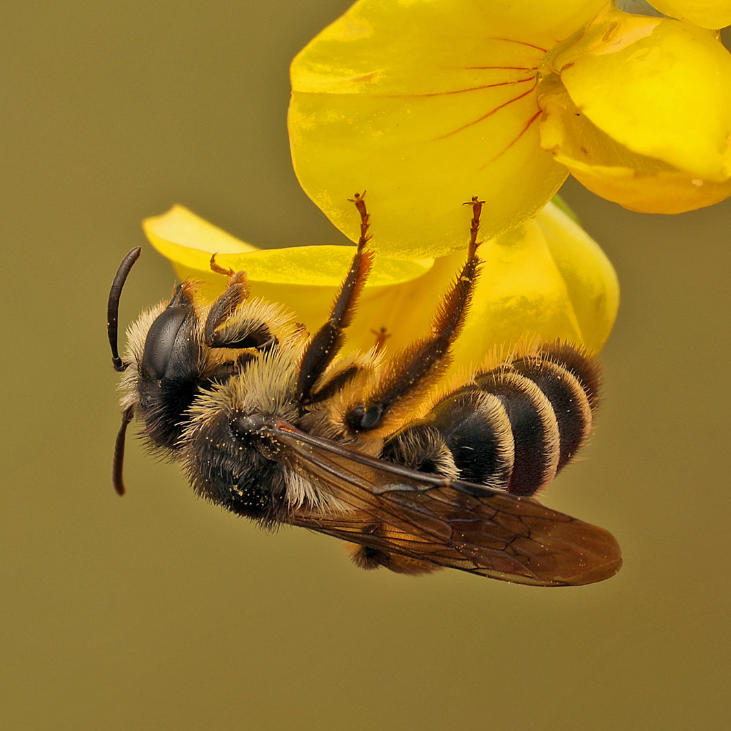 Fotografische Darstellung der Wildbiene Rainfarn-Herbstsandbiene