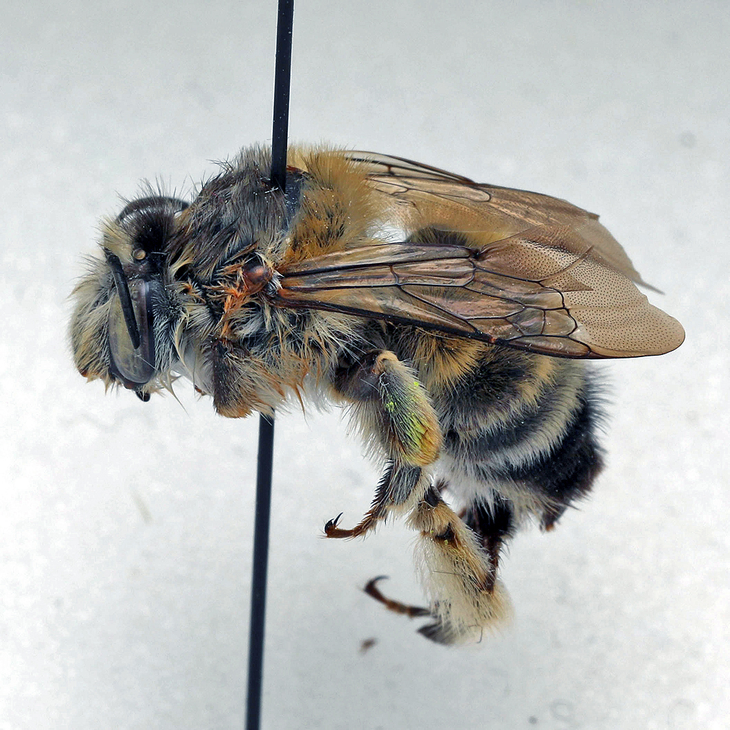 Fotografische Darstellung der Wildbiene Muffige Pelzbiene