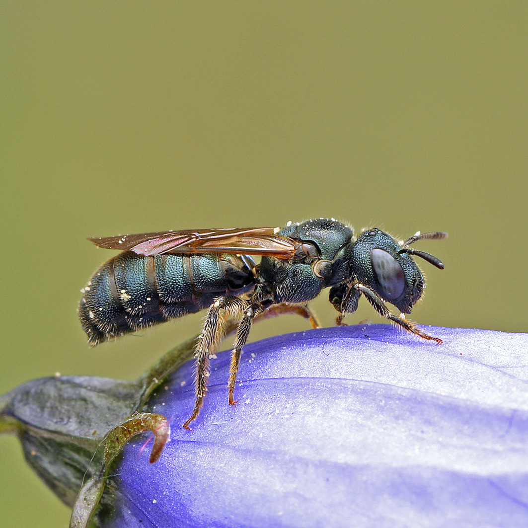 Fotografische Darstellung der Wildbiene Gewöhnliche Keulhornbiene