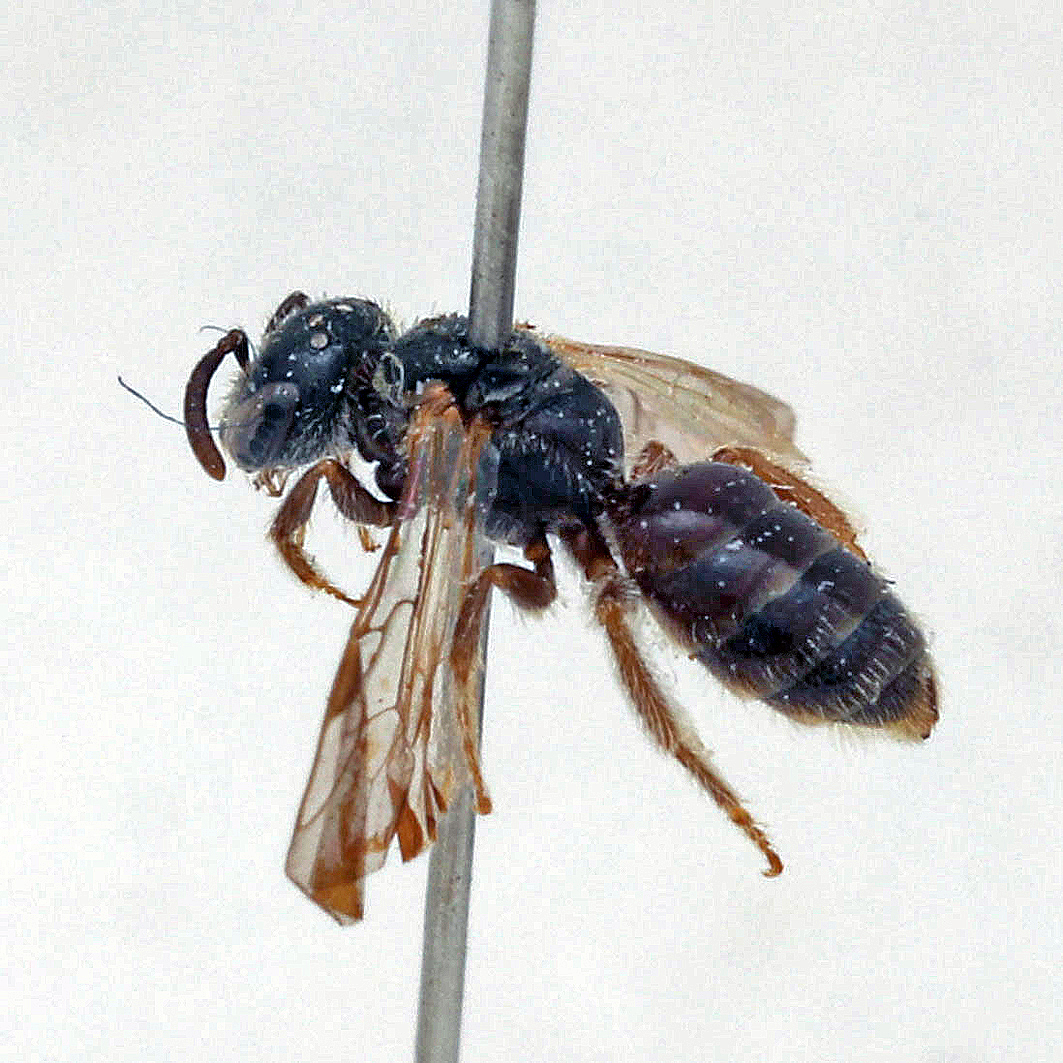 Fotografische Darstellung der Wildbiene Leuchtende Schmalbiene