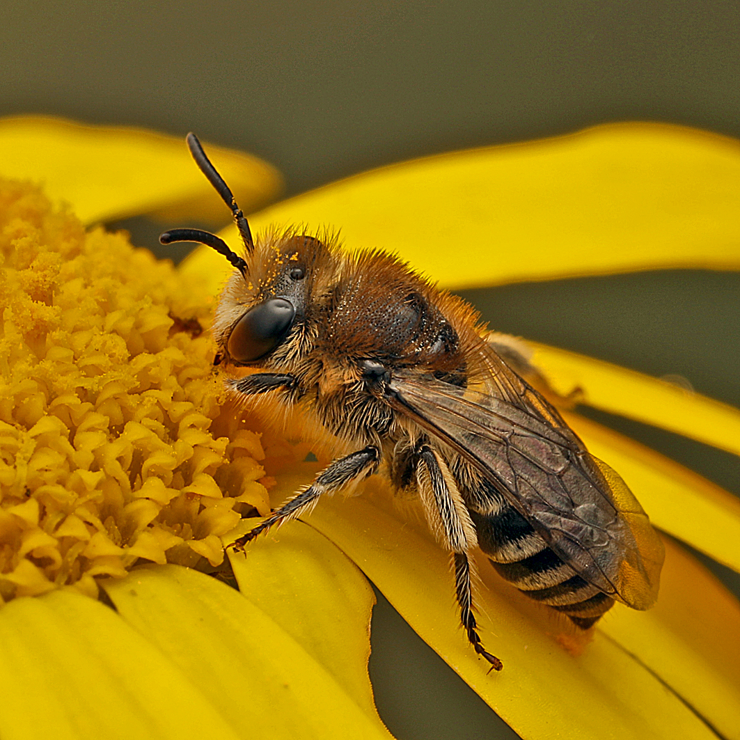 Fotografische Darstellung der Wildbiene Buckel-Seidenbiene