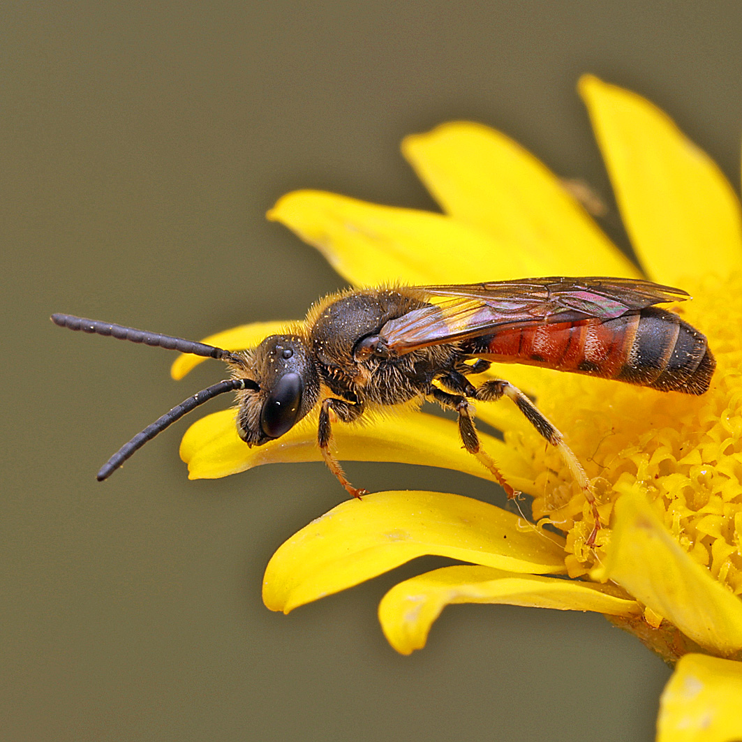 Fotografische Darstellung der Wildbiene Gewöhnliche Schmalbiene