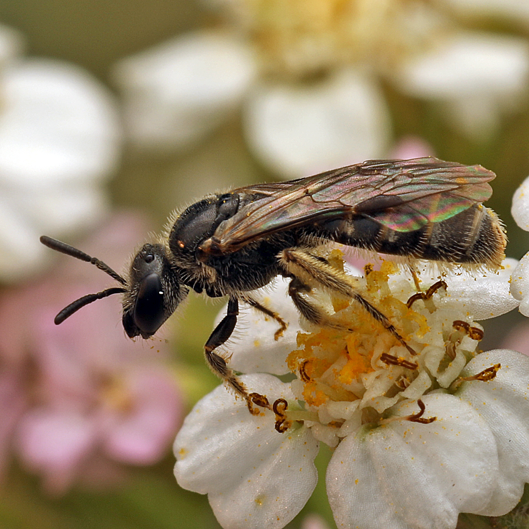 Fotografische Darstellung der Wildbiene Geriefte Steilwand-Schmalbiene
