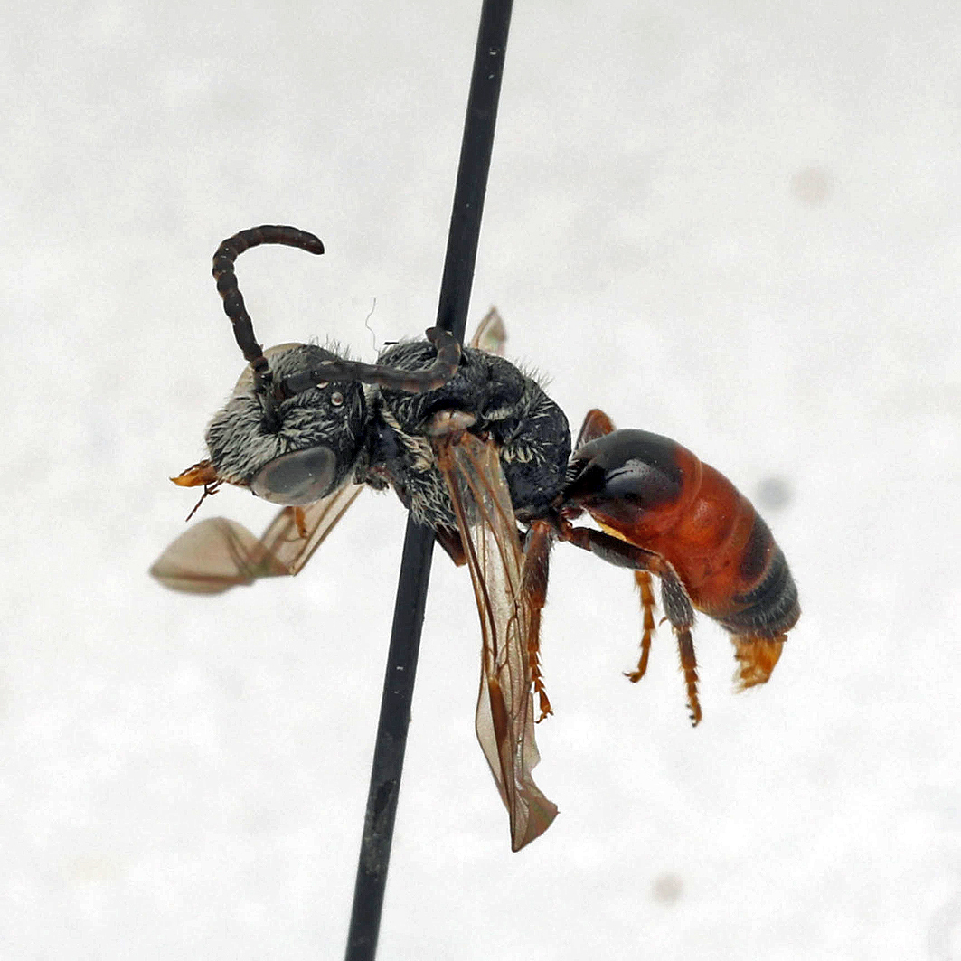 Fotografische Darstellung der Wildbiene Gekielte Blutbiene