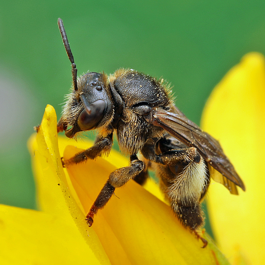 Fotografische Darstellung der Wildbiene Auen-Schenkelbiene