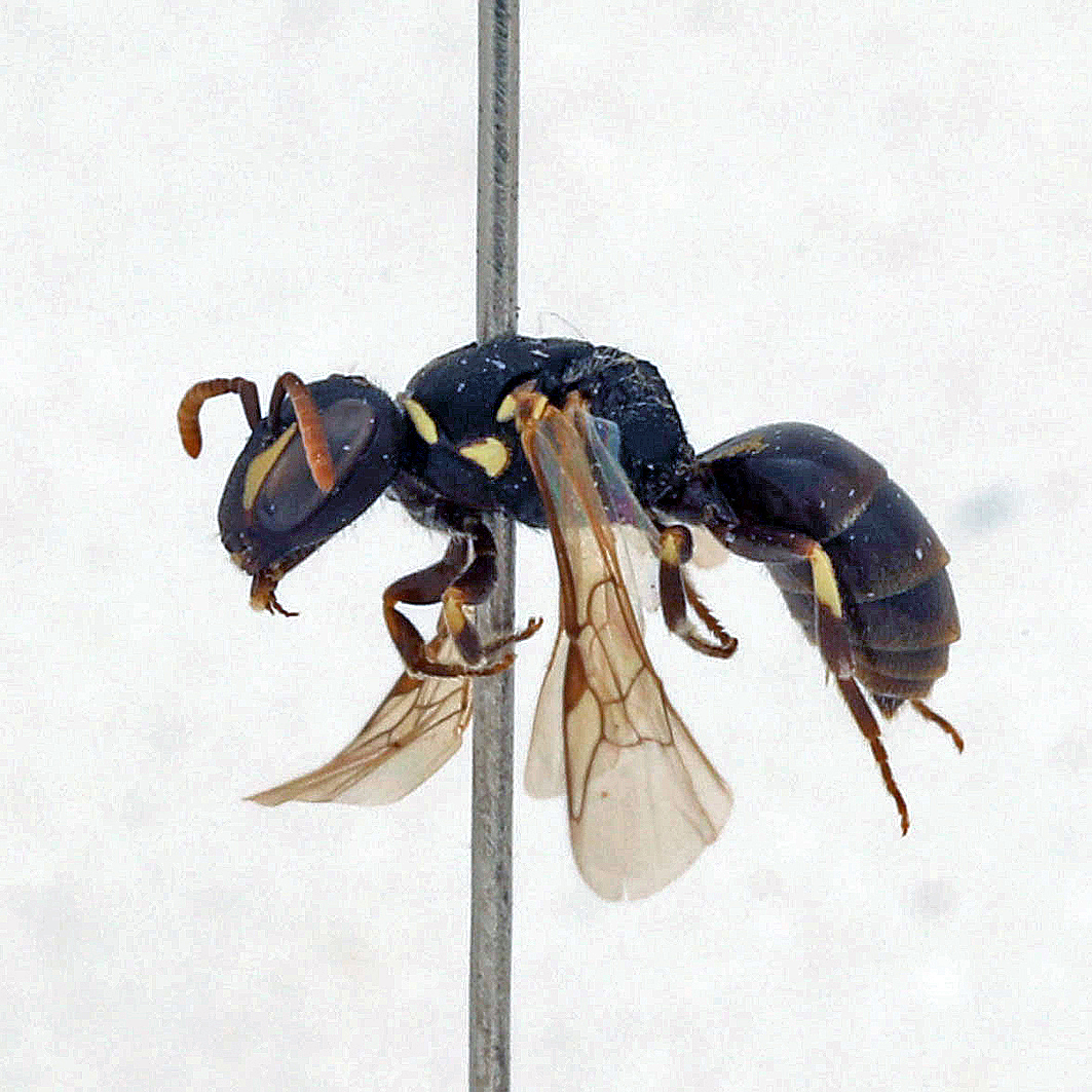 Fotografische Darstellung der Wildbiene Spitzenfleck-Maskenbiene