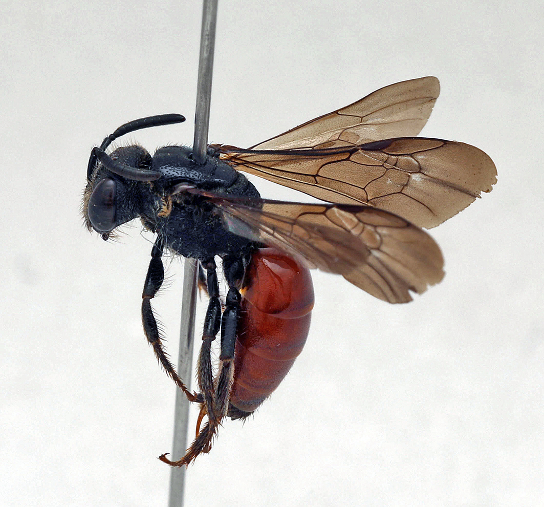 Fotografische Darstellung der Wildbiene Ungewisse Blutbiene