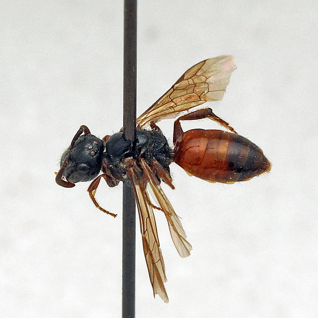 Fotografische Darstellung der Wildbiene Spanische Blutbiene