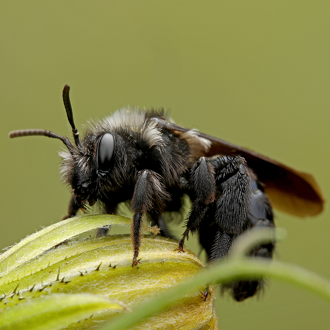 Fotografische Darstellung der Wildbiene Rauchflügelige Düstersandbiene