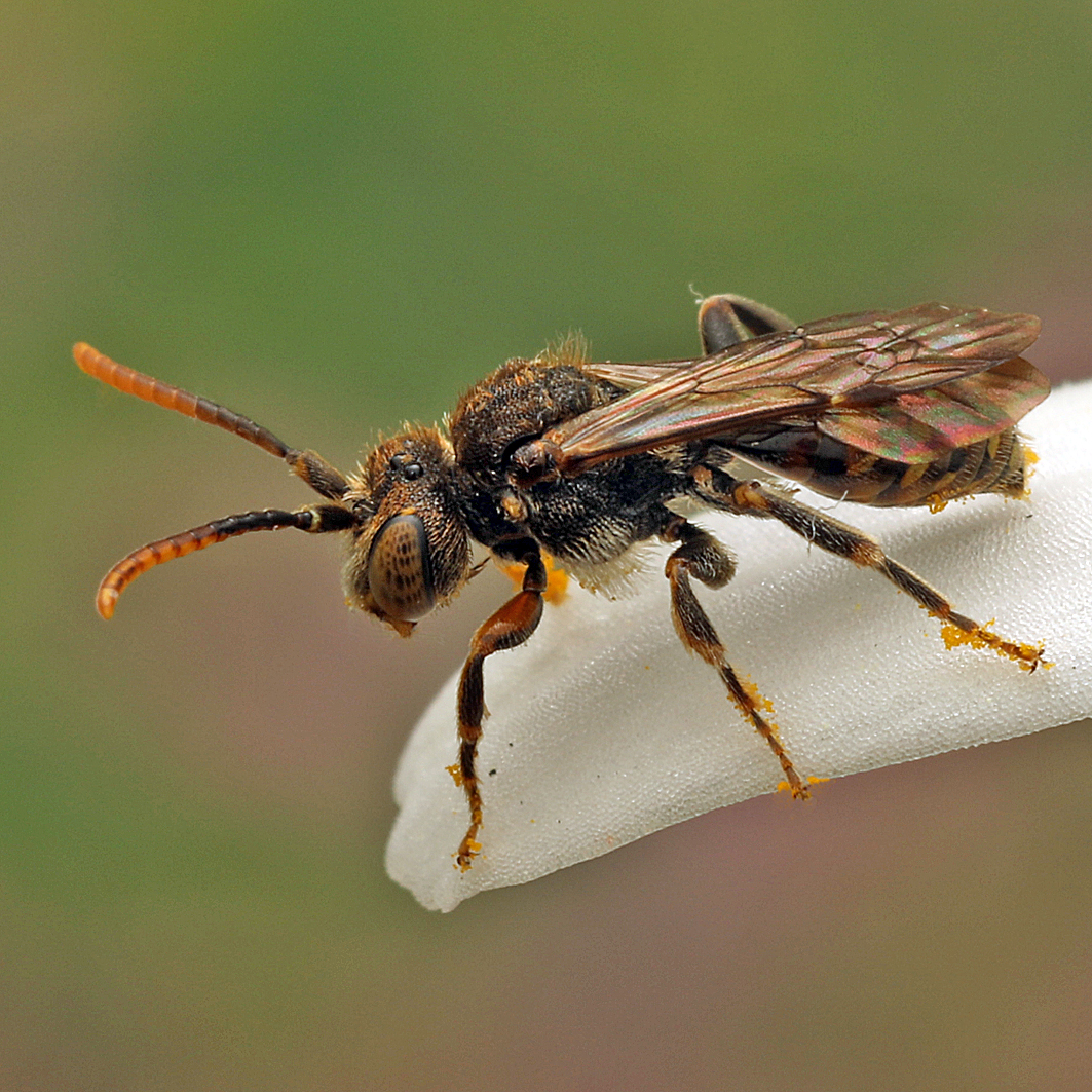 Fotografische Darstellung der Wildbiene Kohls Wespenbiene