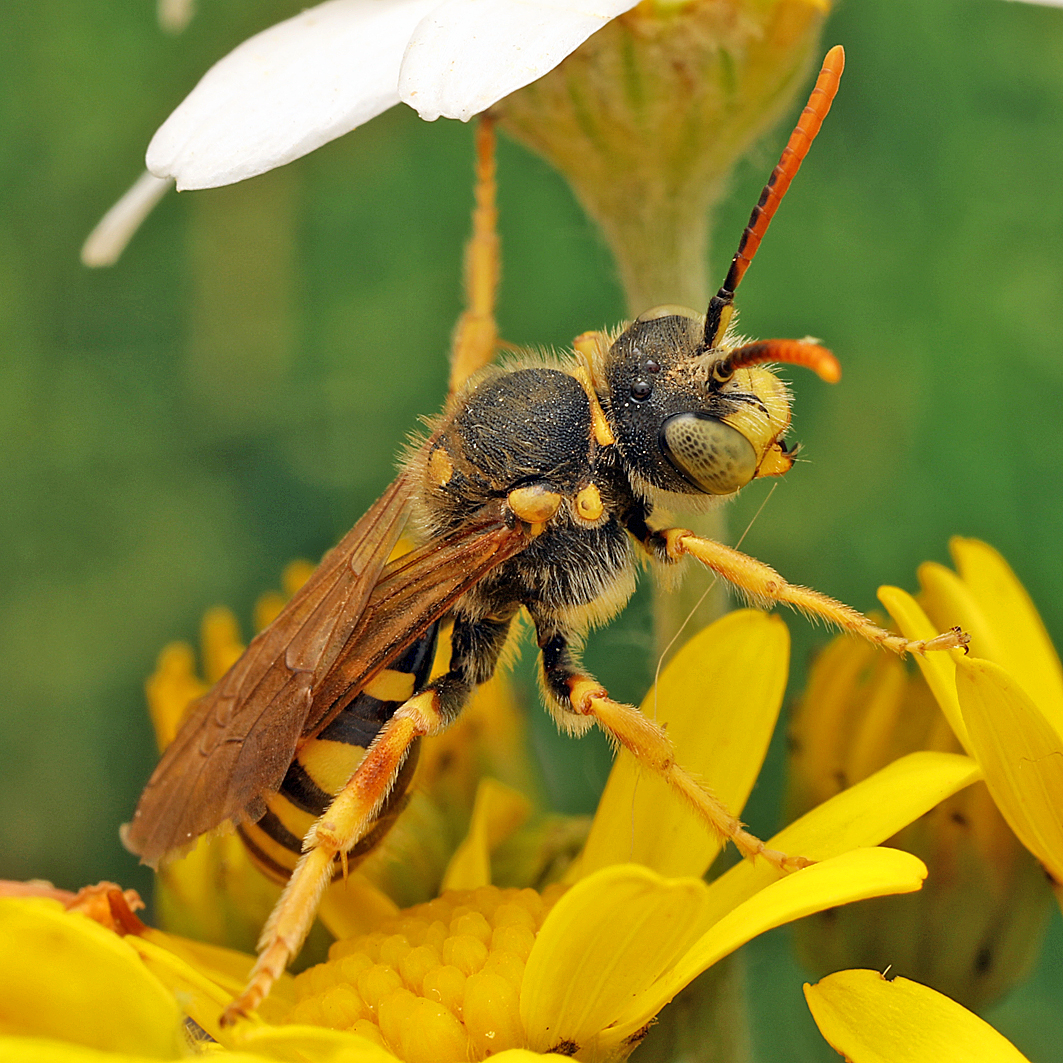 Fotografische Darstellung der Wildbiene Edle Wespenbiene
