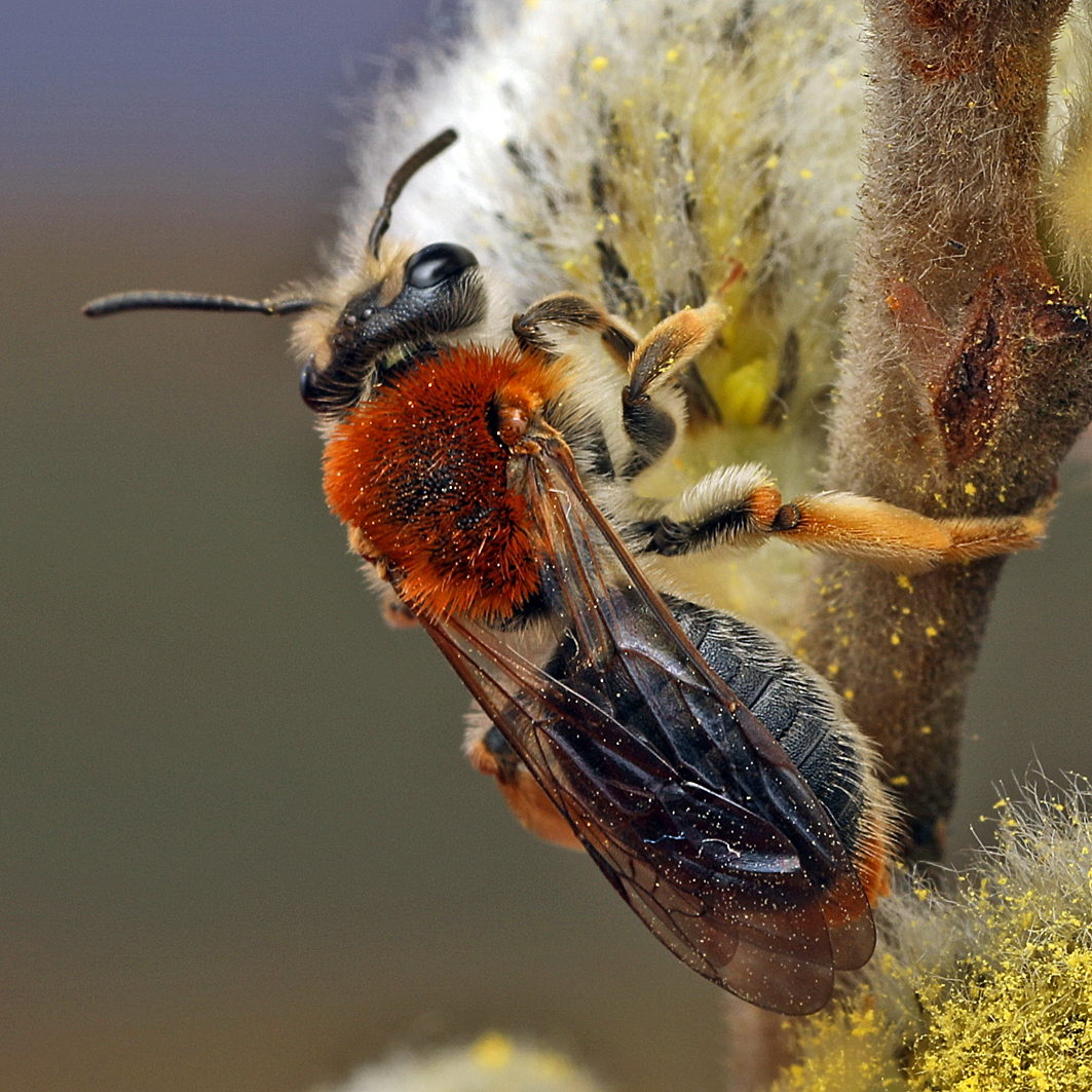 Fotografische Darstellung der Wildbiene Rotschopfige Sandbiene