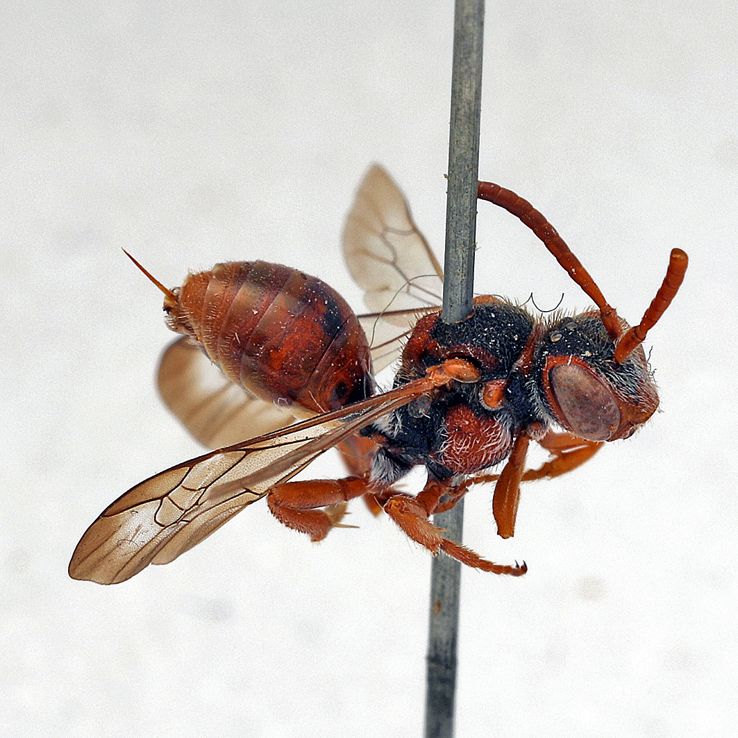 Fotografische Darstellung der Wildbiene Wimpernfüssige Wespenbiene