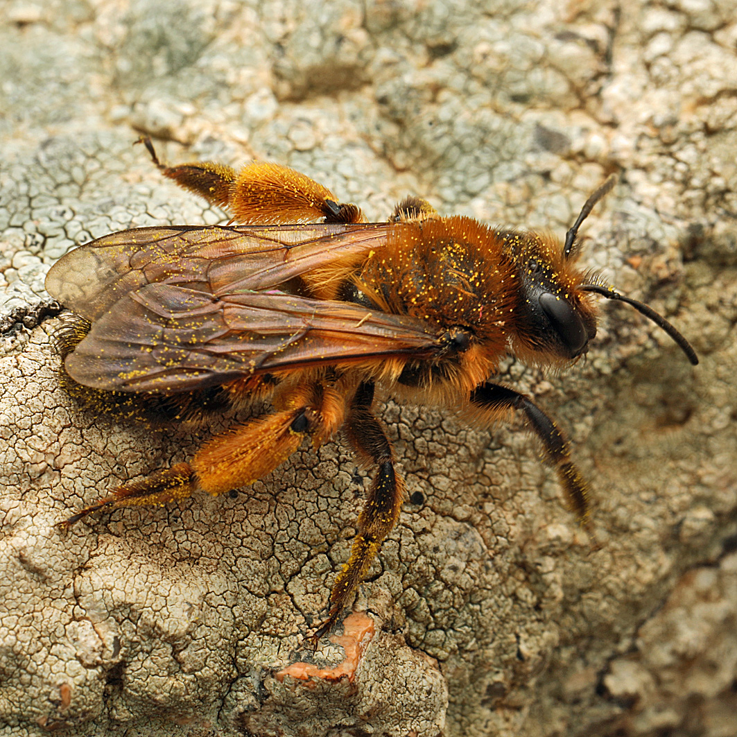 Fotografische Darstellung der Wildbiene Erzfarbene Düstersandbiene