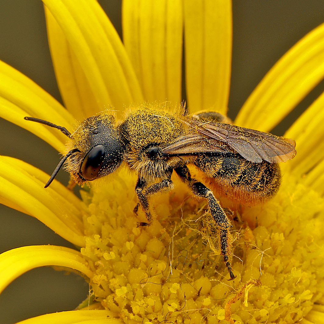 Fotografische Darstellung der Wildbiene Zweihöckrige Mauerbiene