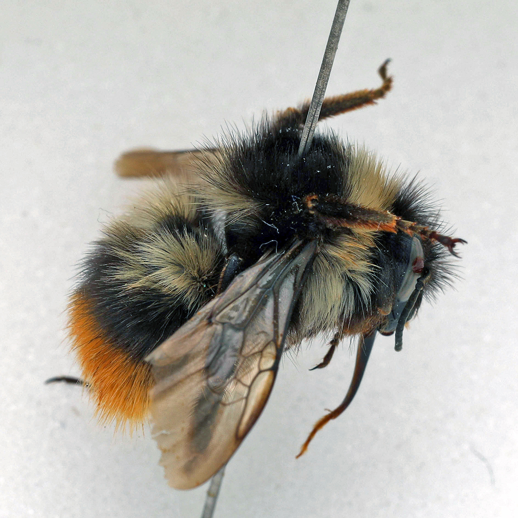 Fotografische Darstellung der Wildbiene Pyrenäenhummel